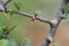 Commiphora wightii